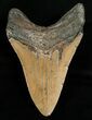 Bargain Megalodon Shark Tooth #6654-2